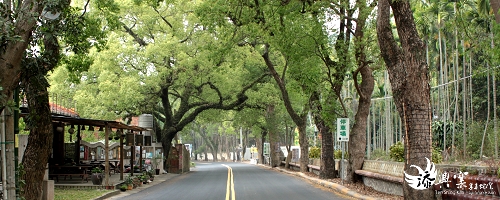 充滿芬多精的綠色隧道